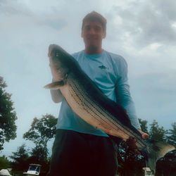 Beautiful Striped Bass in Newburyport, MA