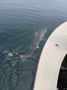 Large shark swimming alongside fishing boat in Newburyport MA waters