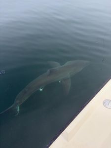 Large shark swimming underwater near fishing boat in Newburyport MA waters