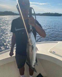 Striped bass caught in MA