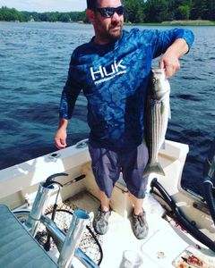 Striped bass caught while fishing in MA