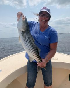 A striped bass fish caught by a fisherman in MA