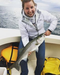 Striped Bass caught in MA