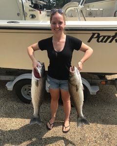 Two striped bass fish caught in Newburyport