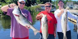 Three striped bass caught while fishing in MA