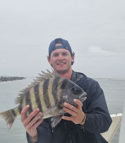 Sheepshead fish caught while fishing in FL