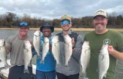 8 striped bass caught during a fishing tour in Pottsboro