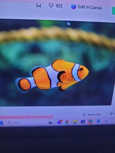 Orange and white clownfish swimming in aquarium with coral reef background in Voss TX