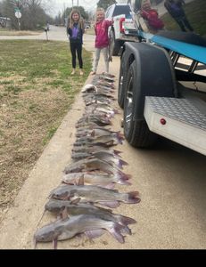Fish-Species