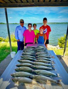 4 wiper (hybrid striped bass) fish caught in TX