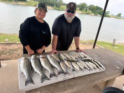Two anglers pose with three striped bass they caught in Cleburne