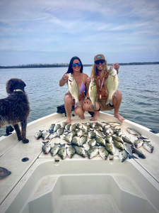 Three striped bass and wiper fish caught in Cleburne