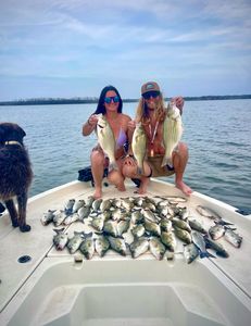 Three striped bass, yellow bass, and wiper caught while fishing in TX