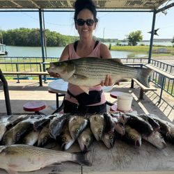 Two large Wiper and European seabass fish caught while fishing in Cleburne