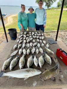 Striped Bass and White Bass caught in TX, 7 fish in total