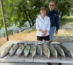 8 white bass and striped bass caught fishing in TX