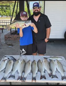 11 Largemouth Bass, Striped Bass, and Striped Bass caught in Cleburne