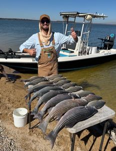Striped bass fishing in Cleburne