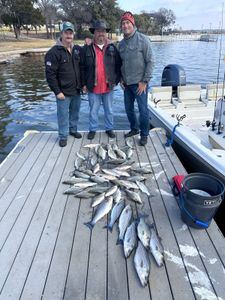 Striped bass caught in TX