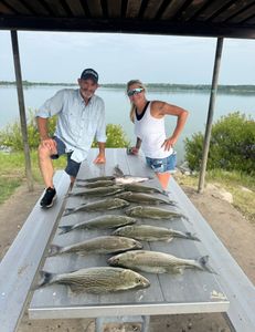 Three huge wiper fish caught during fishing in Cleburne