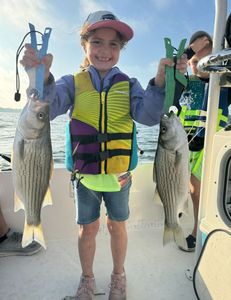 Wiper (Hybrid striped bass) fish caught in TX