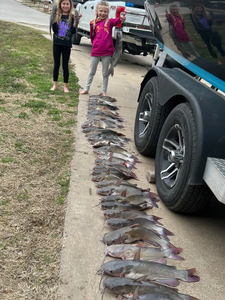 Two white catfish, 46 inches long, caught while fishing in Cleburne