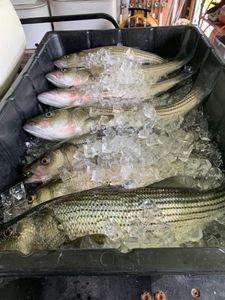 Two fish caught in SC