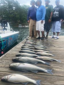 Two anglers with three huge striped bass on a fishing trip in South Carolina
