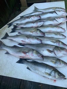8 striped bass caught fishing in SC