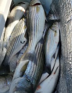 Exciting Striped Bass Adventures