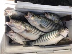 Three striped bass caught at Lake Murray