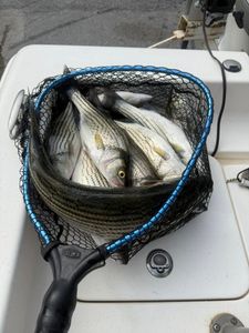 Two striped bass caught fishing in SC