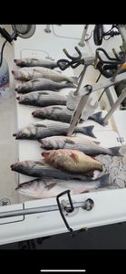 2 Striped Bass caught while fishing in SC
