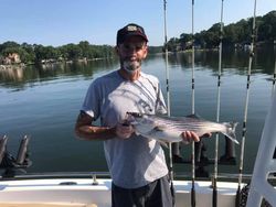 Striped bass caught at Lake Murray