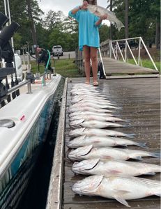 Three striped bass caught while fishing at Lake Murray