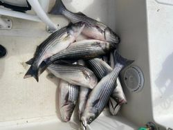5 striped bass caught while fishing at Lake Murray