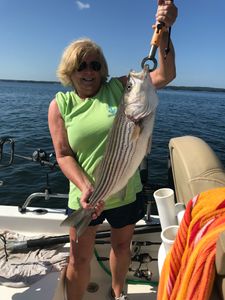 Striped bass caught on fishing trip at Lake Murray