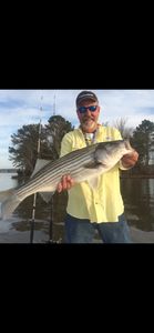 Image of a striped bass caught while fishing at Lake Murray