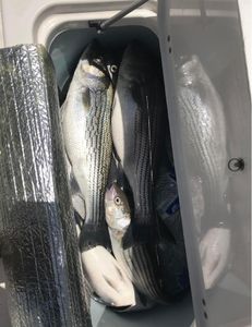 Three striped bass caught while fishing at Lake Murray