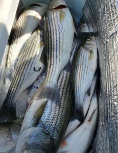 3 striped bass caught fishing in SC