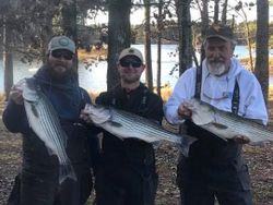 Three striped bass caught in SC