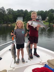 Three striped bass caught while fishing at Lake Murray