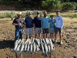 Three striped bass caught while fishing in TX
