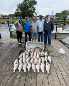 Striped Bass and Wiper (Hybrid striped bass) fish caught in TX