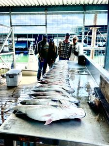 Stiped Bass Limit Lake Texoma