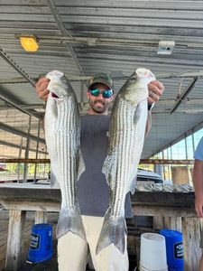 Casting for giants – Lake Texoma's striped bass