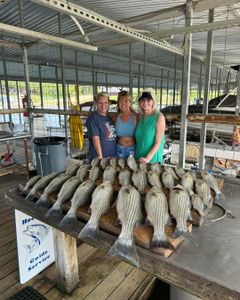 4 striped bass, great fishing at Pottsboro