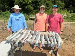 Six striped bass caught while fishing in Pottsboro