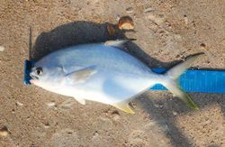 Pompano