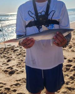 Reeled in blacktip shark in NSB, FL